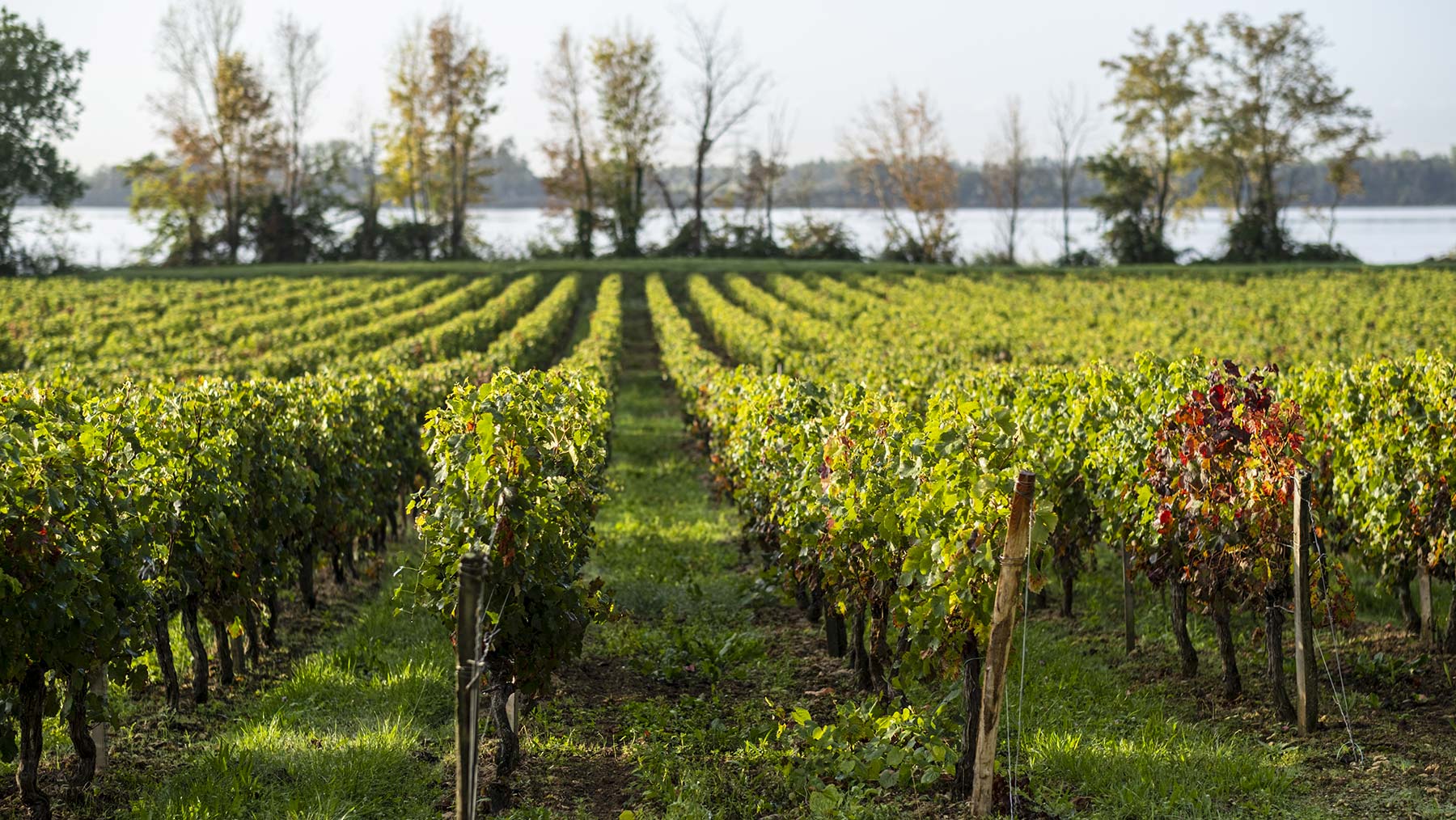 5 raisons de devenir vigneron coopérateur - TUTIAC